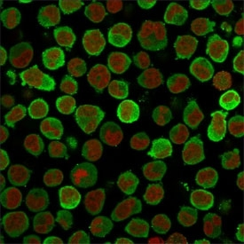 Calponin 1 Antibody
