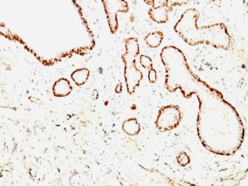 Calponin Antibody Cocktail