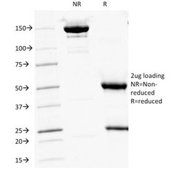 CD16 Antibody