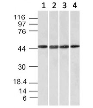 EMI1 Antibody (Early Mitotic Inhibitor-1)