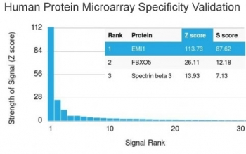 EMI1 Antibody (Early Mitotic Inhibitor-1)