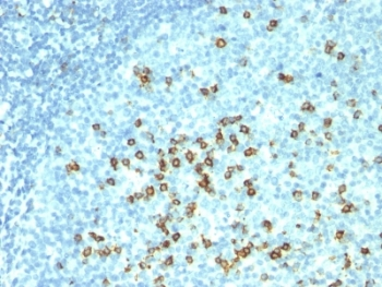 CD57 Antibody Cocktail