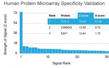 TOX3 Antibody