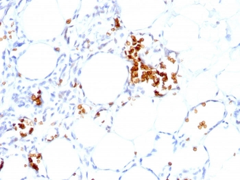 Glycophorin A Antibody