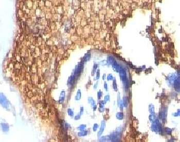 Glycophorin A Antibody