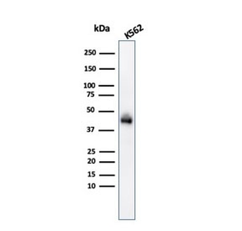 Glycophorin A Antibody