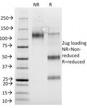 Glycophorin A Antibody