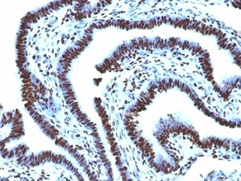 Histone Antibody / Histone H1