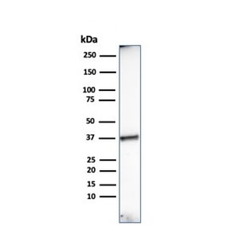 Histone H1 Antibody