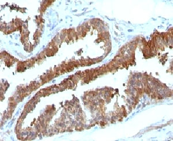 HSP27 Antibody