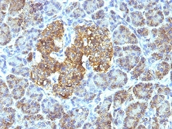 HSP60 Antibody / HSPD1