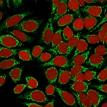 HSP60 Antibody / HSPD1
