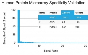 HSP60 Antibody / HSPD1