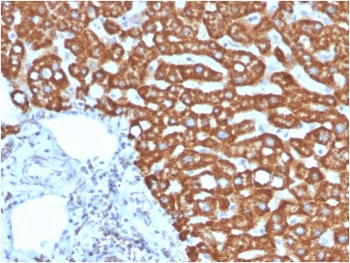 HSP60 Antibody / HSPD1