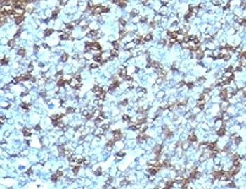 ICAM-3 Antibody