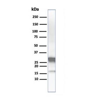 Arginase Antibody