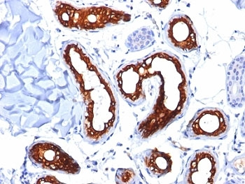 Cytokeratin 18 Antibody