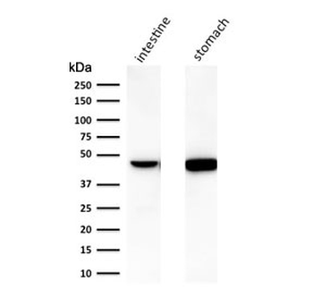 Keratin 18 Antibody