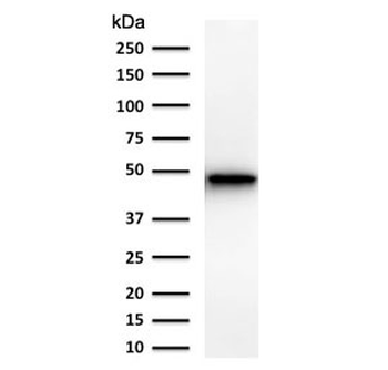 KRT19 Antibody / Cytokeratin 19