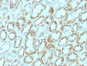 Laminin gamma 1 Antibody / LAMC1 / LAMB2