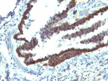 EpCAM Antibody / Cytoplasmic domain