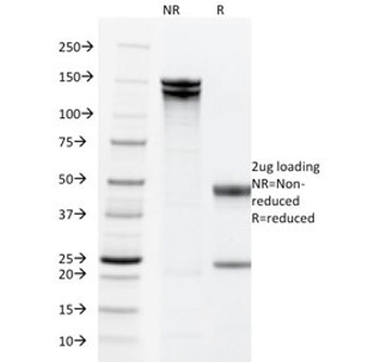 EpCAM Antibody Cocktail
