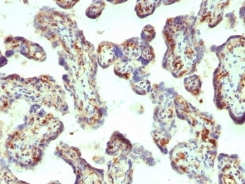Moesin Antibody