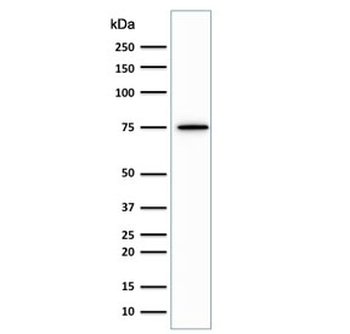 Moesin Antibody
