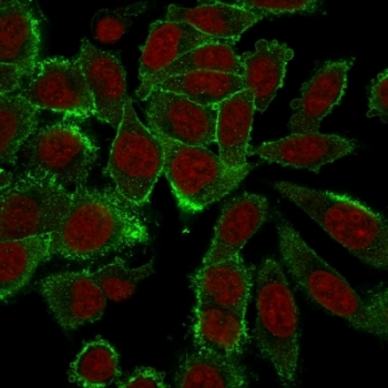 Moesin Antibody
