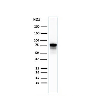 Moesin Antibody