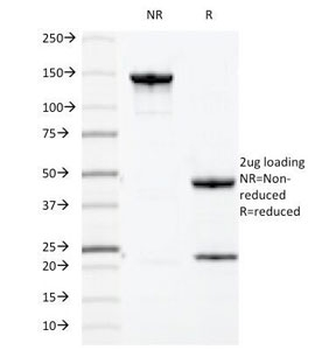 MUC-1 Antibody