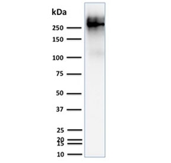 MUC1 Antibody