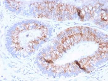MUC2 Antibody / Mucin 2