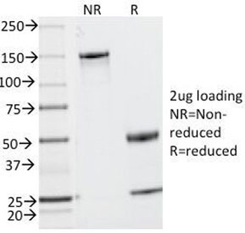 MUC2 Antibody / Mucin 2