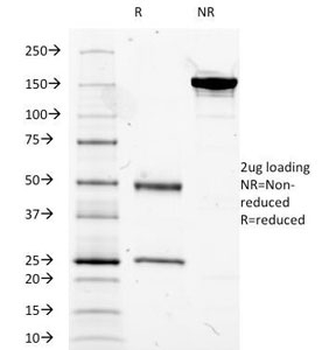 MUC5AC Antibody