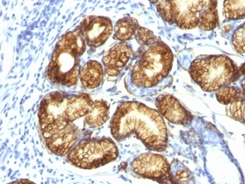 MUC6 Antibody (Gastric Mucin)