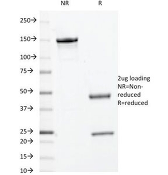 c-Myc Antibody