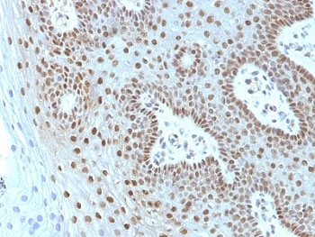 c-Myc Antibody Cocktail