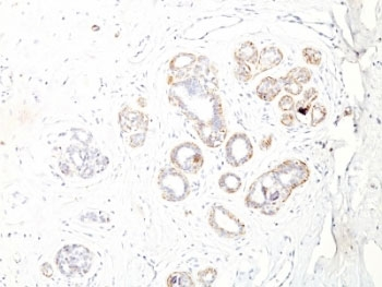 SM-MHC Antibody
