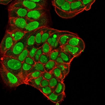 Nucleolin Antibody