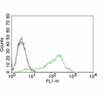 Nucleolin Antibody