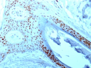 NCL Antibody / Nucleolin