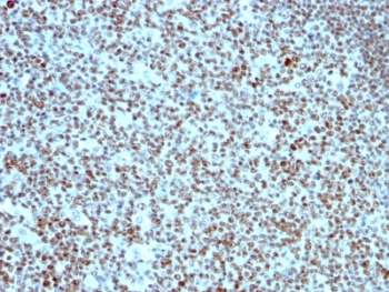 NCL Antibody / Nucleolin