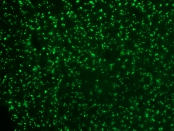 NCL Antibody / Nucleolin