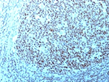 Nucleolin Antibody Cocktail