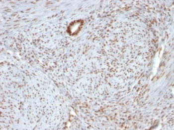 Nucleolin Antibody Cocktail