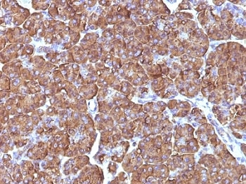 Ornithine Decarboxylase Antibody / ODC1