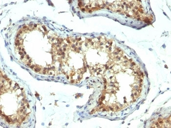 PAX7 Antibody