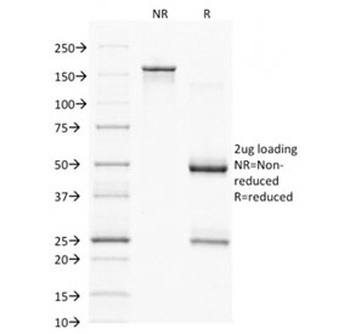 PAX7 Antibody