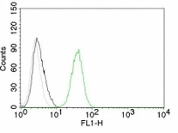 CD31 Antibody